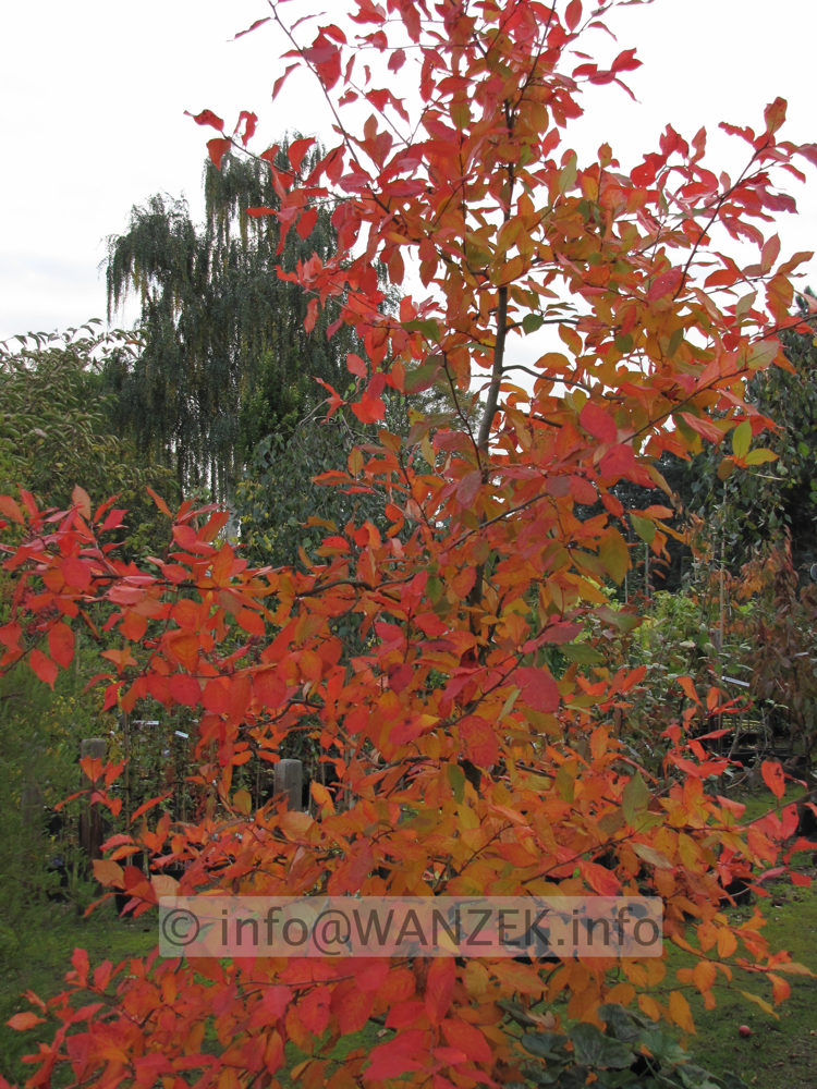 Nyssa sylvatica Herbstfaerbung 01.JPG